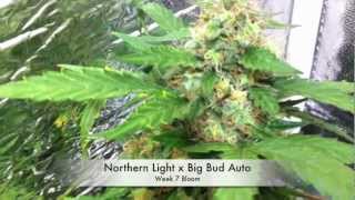 Autoflower Marijuana under LEDs (3 Autoflower Cannabis, under LED grow lights)