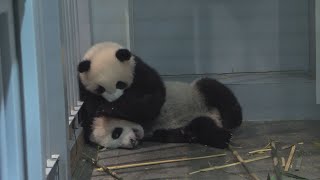 双子パンダ、1月に会えるよ 上野動物園、すくすく10キロ
