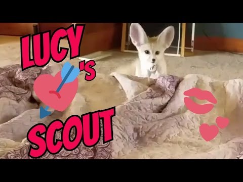 Lucy the Fennec Fox is Twitterpated!