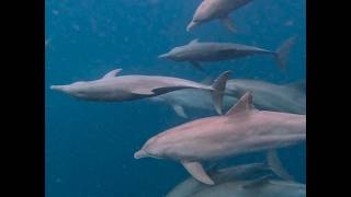 Dewi Nusantara Cruise 2602 All of Raja Ampat - Biodiversity Hotspot