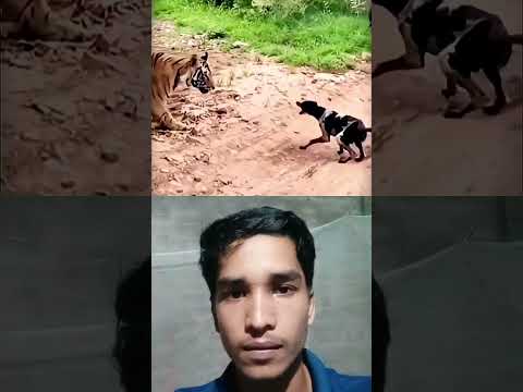 Dogs Vs Lion Tiger Attack Wat And See Dogs Tiger Lion 