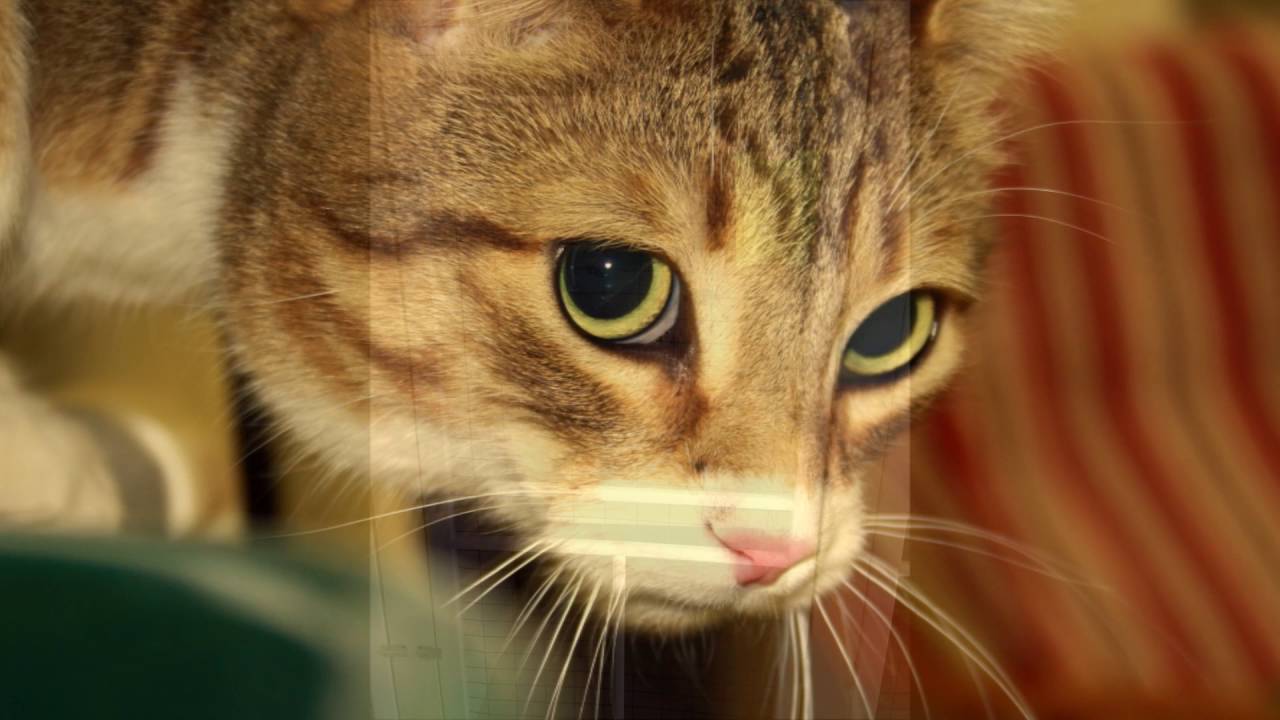 MEOWTOWN CAT BOARDING BROCKVILLE OTTAWA KINGSTON CATIO YouTube