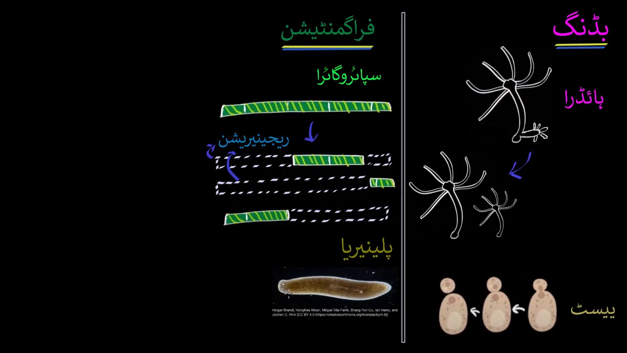 Budding, spores, fragmentation & regeneration| How do organisms