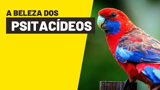 CRIADOURO COM RED RUMPED, RING NECK, ROSELAS E MUITO MAIS#ninhodocanario