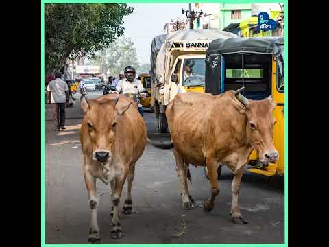 गोबर से बने सुन्दर डेकोरेटिव प्रोडक्ट्स | Eco-Friendly Gobar Products | The Better India