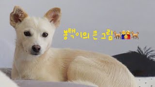 [ENG] Our Rescue Dog Brought Luck to Our Family! | Jindo mix BongTaek Vlog