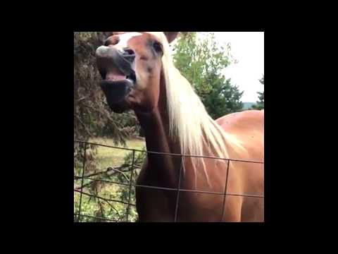 funny-horses-video-compilation-2018---funny-videos-of-horses-kicking-people-2018
