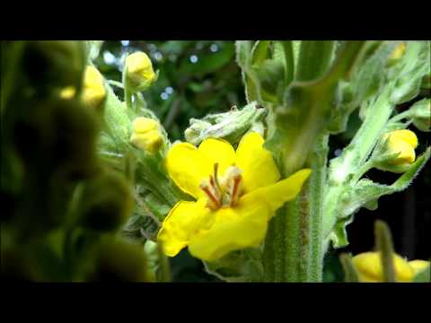 Video: Dense-flowered Mullein