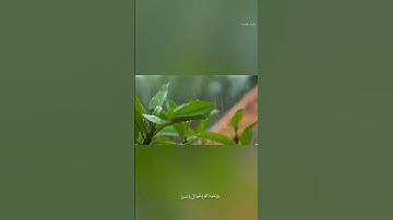 🌼فقلت استغفروا ربكم 🌼 سورة نوح بصوت القارئ إسلام صبحي