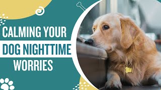 How To Help A Dog With Separation Anxiety At Night?