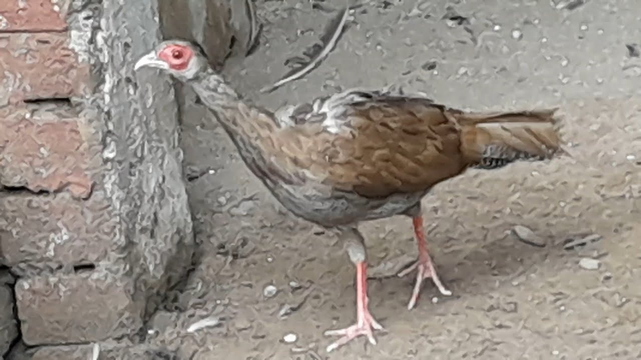 Beautiful chukar birds YouTube