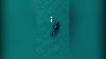 Drone footage captures humpback whale following kayaker in water at Bondi Beach