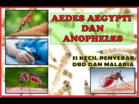 Video: Perbezaan Antara Anopheles Dan Aedes