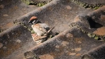 Tree Sparrows living in my garden | July 2022