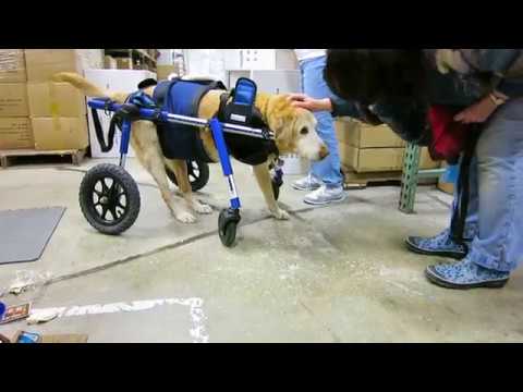 REFURBISHED QUAD FULL SUPPORT 4 WHEEL BEST FRIEND MOBILITY DOG WHEELCHAIR CART REFURBISHED QUAD FULL SUPPORT 4 WHEEL BEST FRIEND MOBILITY DOG WHEELCHAIR CART