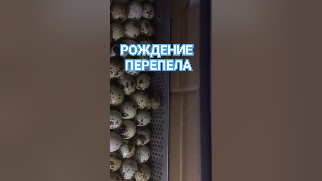 цыплёнок-перепеленок как вылупляются перепелки наш первенец#перепела# ...