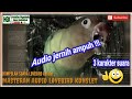 Suara Audio Masteran Lovebird Jantan Konslet Nasional Mp3 - Mp4 Download