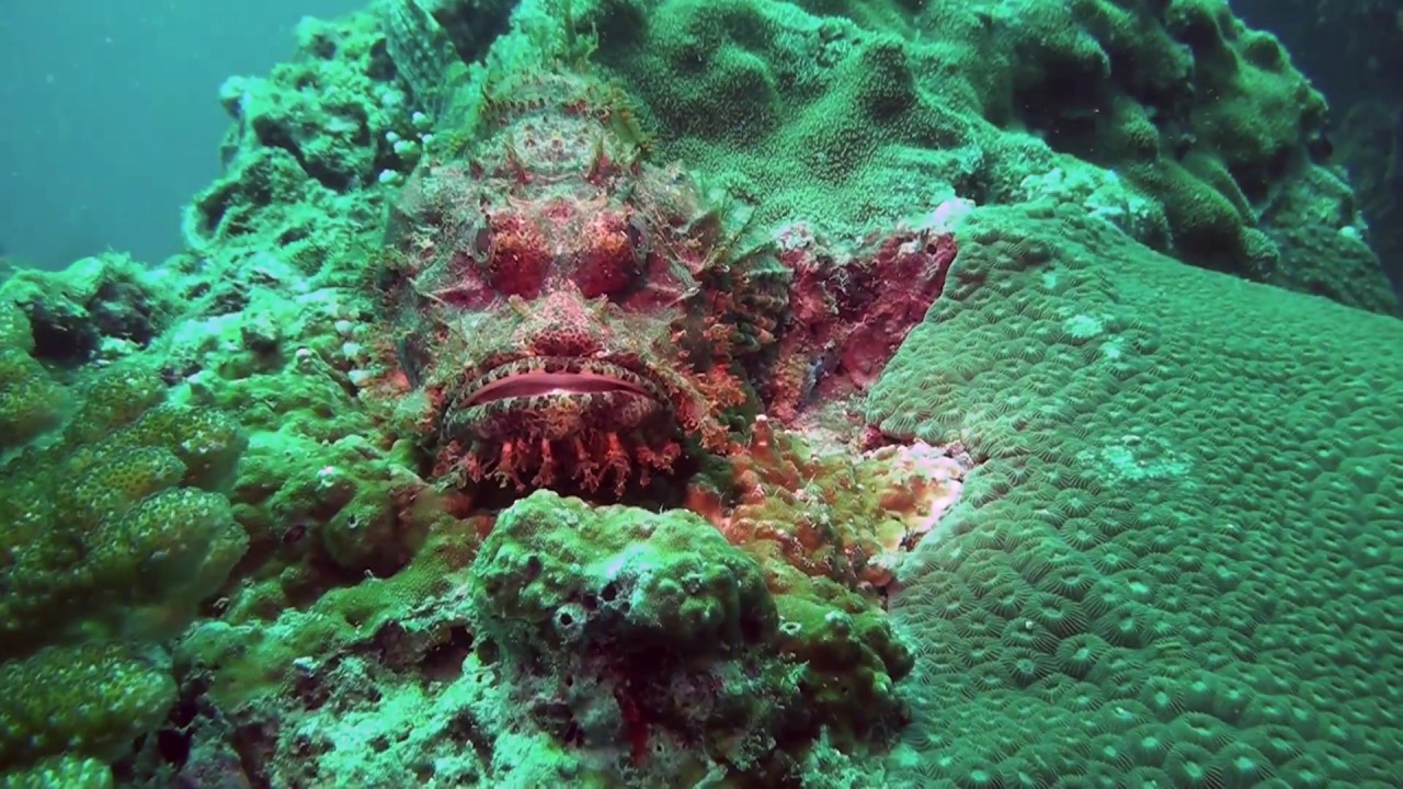 THAJSKO : PHI PHI + PHUKET  2018  (CZ)