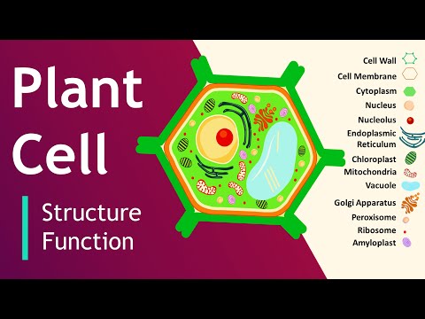 Video: Wat Is Die Strukturele Kenmerke Van 'n Plantsel?