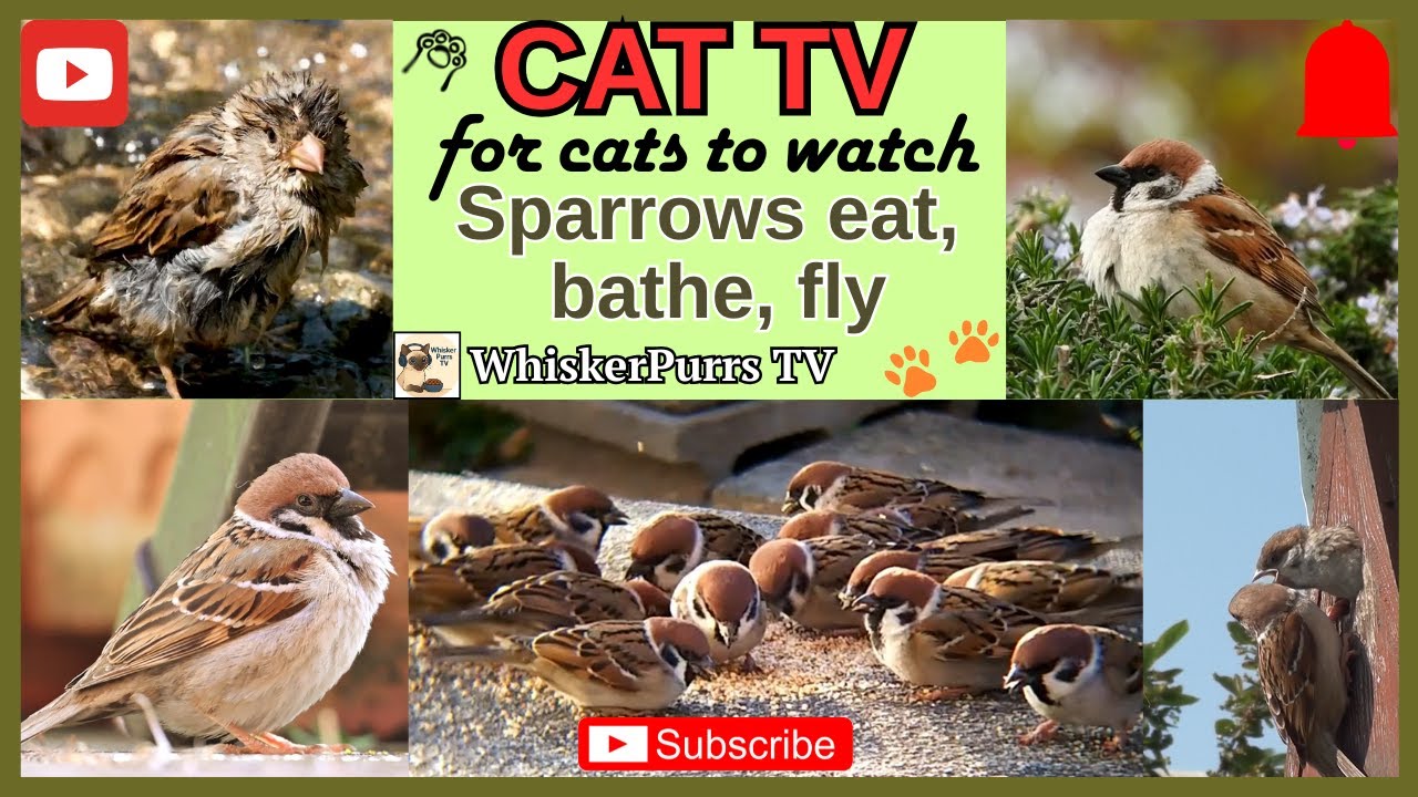 Cat TV. For cats to watch. Sparrows  for cats, they eat, fly, bathing .