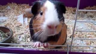 Guinea Pig Teeth Chattering - Youtube