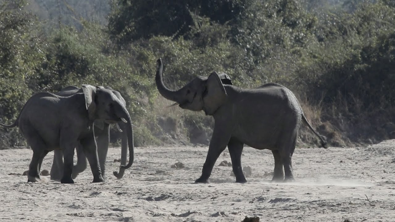 Young ELEPHANTS Playing! - YouTube