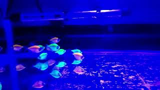 Electric Green glow tetra, beautiful fish by Fish UK Son 736 views 3 months ago 2 minutes