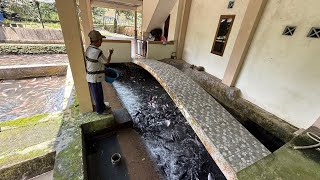 Download Lagu BEGITU INDAH BAPAK INI BUDIDAYA IKAN NILA DAN MAS DIBAWAH VILLA MP3