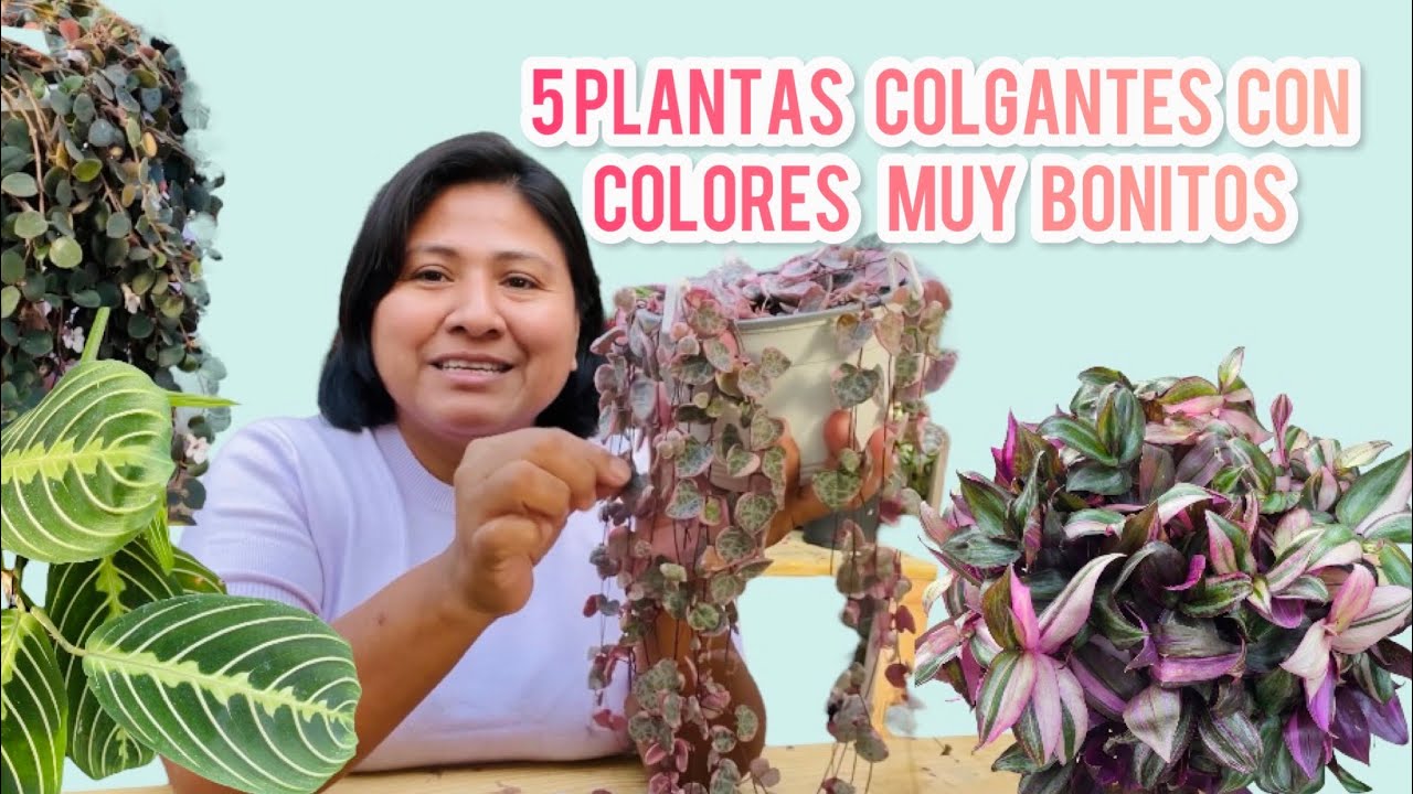 5 PLANTAS COLGANTES INTERIOR CON BONITOS - YouTube