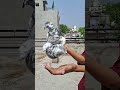 pigeon lover 💫 kabootar baj #kabutarbazi