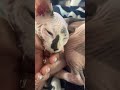 #kittenlove #catsoftiktok #sphynx #foreverhome
