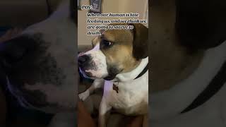 #rescuedoglove  #bassethound #pitbull #dog #dogshorts #dogshorts #chiweenie #shortsviral #madea