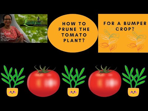 Prune Your Tomato Plant For A Bumper Crop | Difference Between Determinate & Indeterminate Tomatoes