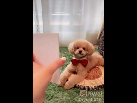 اي دا اي دا ايده هو حد يعمل كدا هوه