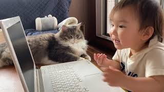 パソコンが空くのを待つ猫　ノルウェージャンフォレストキャットA cat waiting for the turn of the computer.Norwegian Forest Cat.