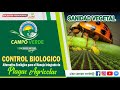 ✅CONTROL BIOLÓGICO: ALTERNATIVA ECOLOGICA para el manejo integrado de plagas agrícolas