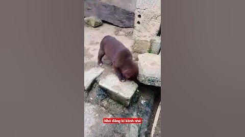 Hmong dog. chó cộc mông nâu đỏ tứ túc mai hoa.|#shorts