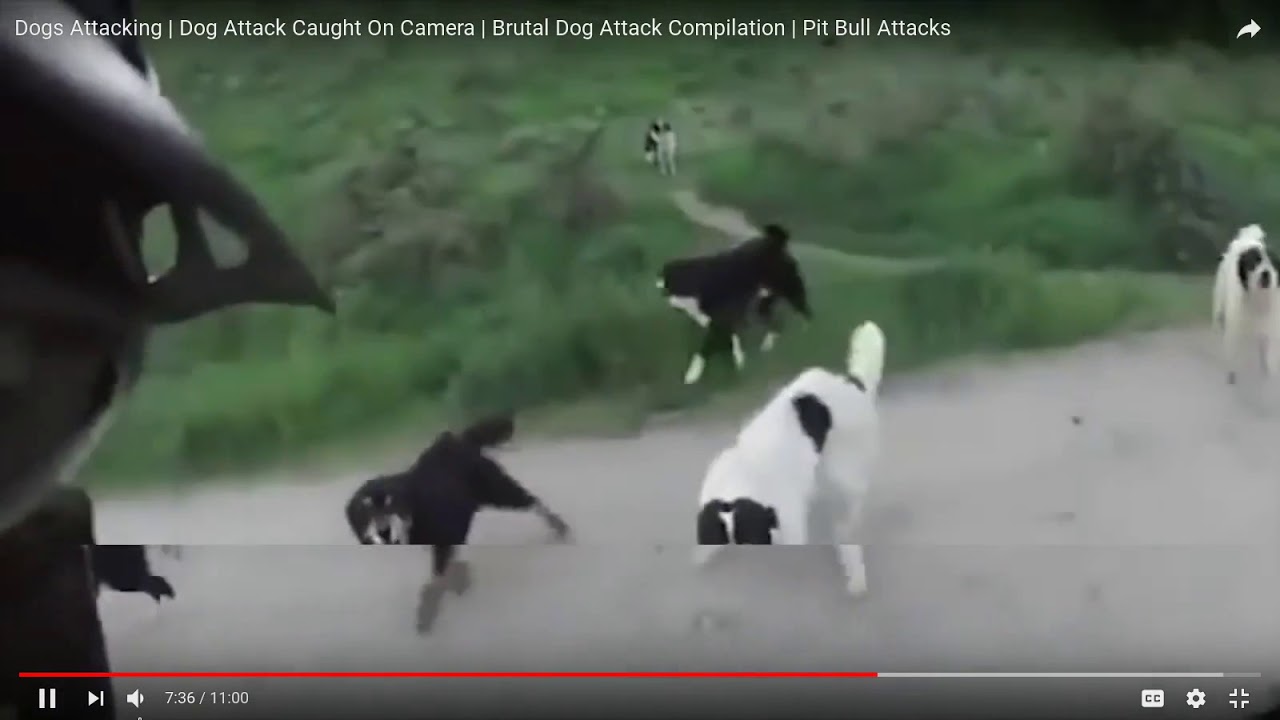 Self defense against dog attacks YouTube