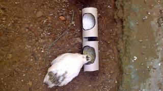 صنع مأكلة لطيور السمان بمواد بسيطة  /  Quail feeder