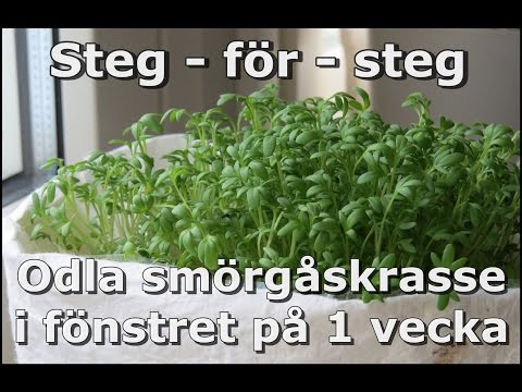 Video: Fröplanta Hydrogel är En Bra Hjälpare