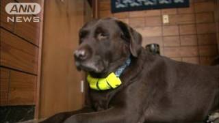 愛犬が2人を温め・・・北海道で不明の祖父と孫助かる（11/11/17）