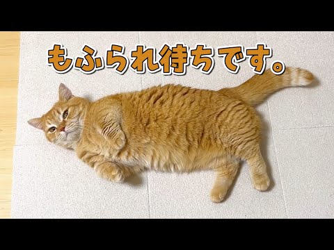 お出迎え中はもふられることに全振りする猫【おかえりプリン】