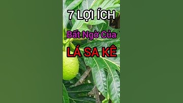 7 Lợi Ích Bất Ngờ Của Lá Sa Kê Có Thể Bạn Chưa Biết #dinhduong #health #suckhoe