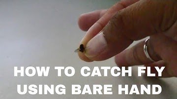Catching a house fly with bare hand