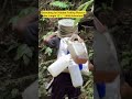 Searching for Hidden Fishing Place in the Jungle 🌿🎣 | Wild Adventure #junglelife #fishing #shorts