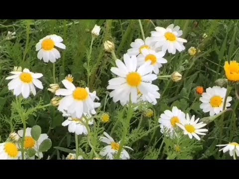 فيديو: الزهور البرية - البابونج