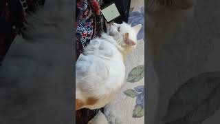 Leave me alone hooman” #cats #watchtime #funnyvideo #hoomantv