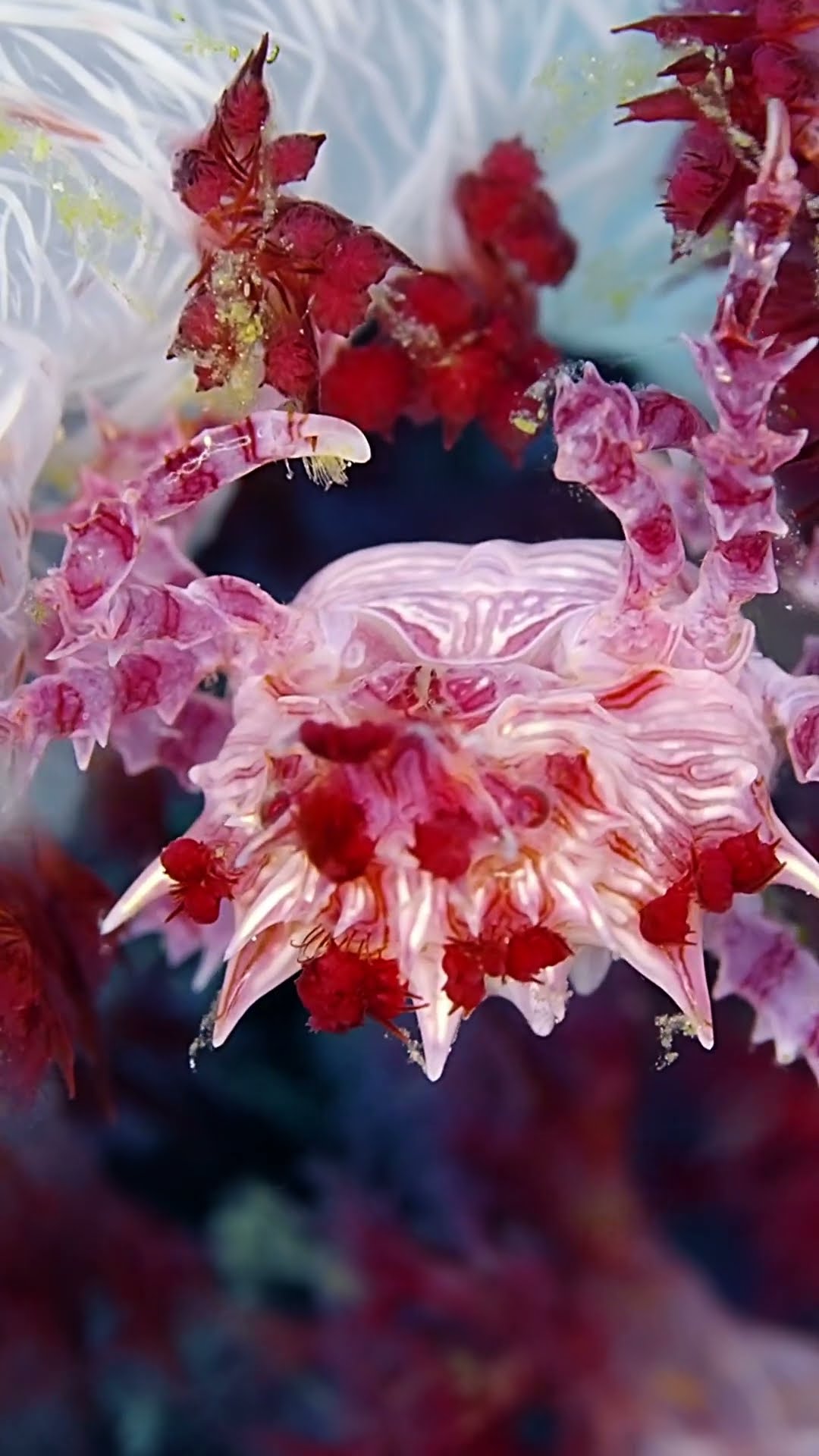 Candy Crab Hides In Coral || ViralHog
