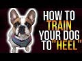 HOW TO TRAIN YOUR DOG TO HOW TO TRAIN YOUR DOG TO