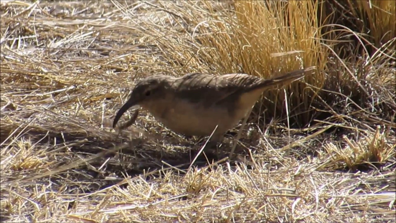 Bandurrita andina (Upucerthia validirostris ).